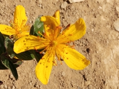 Hypericum richeri burseri