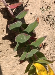 Hypericum richeri burseri