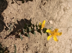 Hypericum richeri burseri