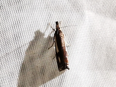 Crambus heringiellus