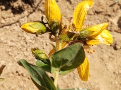 Hypericum richeri burseri