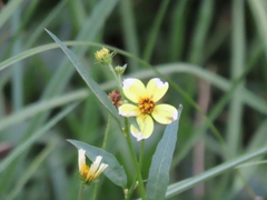 Bidens aurea