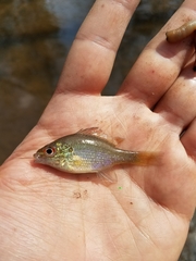 Lepomis marginatus