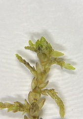 Sphagnum pylaesii