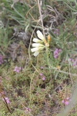 Onosma tanaitica