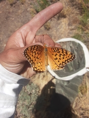 Speyeria coronis hennei