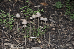 Fungi