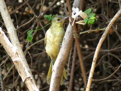 Icterus cucullatus