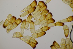 Puccinia recondita