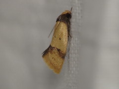 Olbonoma disticta