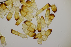 Puccinia recondita