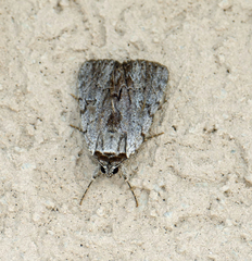 Catocala sordida
