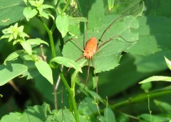 Leiobunum ventricosum