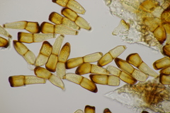 Puccinia recondita