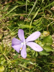 Viola cornuta