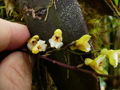 Vandoideae