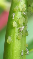 Aphis asclepiadis