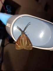 Cyclosia latipennis
