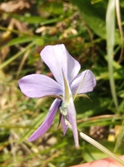 Viola cornuta
