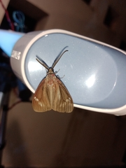Cyclosia latipennis