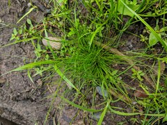 Eleocharis intermedia