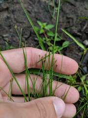 Eleocharis intermedia