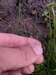 Eleocharis intermedia