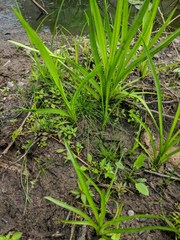 Eleocharis intermedia