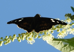 Polygonus leo arizonensis