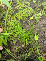 Eleocharis ovata