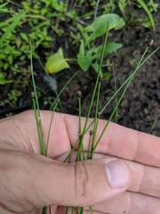Eleocharis ovata