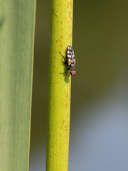 Ceroxys urticae
