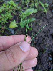 Eleocharis ovata