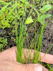 Eleocharis ovata