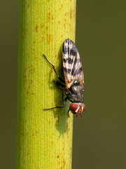 Ceroxys urticae