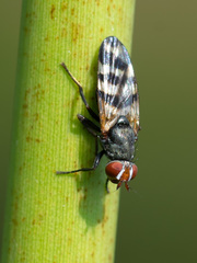 Ceroxys urticae