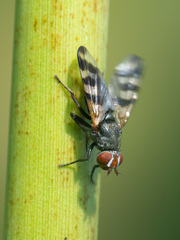 Ceroxys urticae