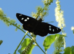 Polygonus leo arizonensis