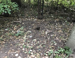 Turdus merula