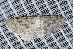 Ptychamalia perlata