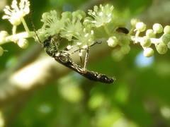 Odontocera aurocincta