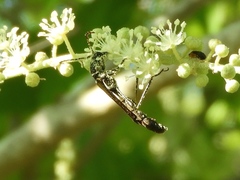 Odontocera aurocincta