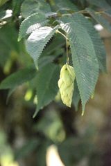 Carpinus japonica