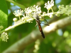 Odontocera aurocincta