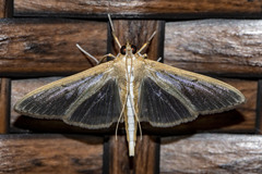 Diaphania costata