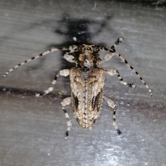 Aegomorphus jaspideus
