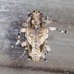 Aegomorphus jaspideus