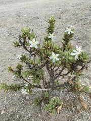 Cristaria integerrima