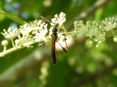 Odontocera aurocincta