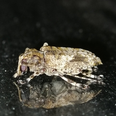 Aegomorphus jaspideus